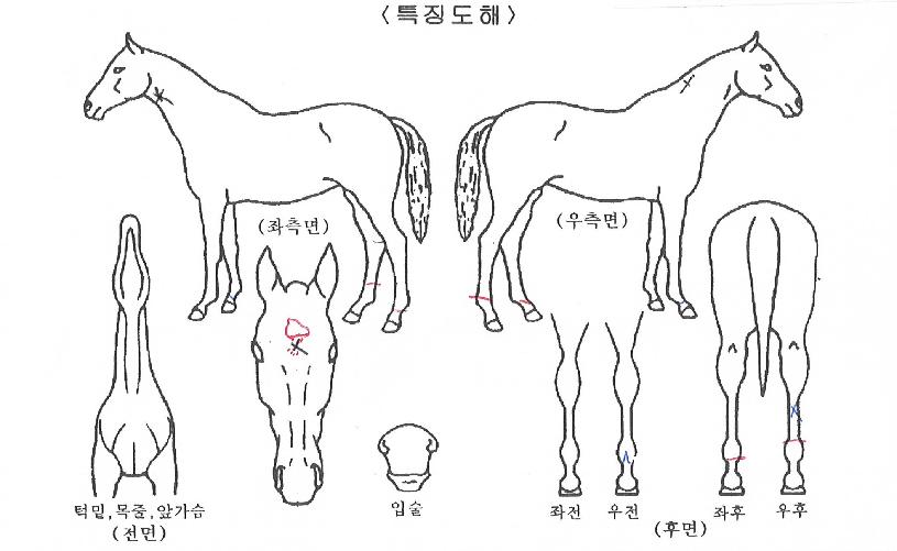 µå¸²Ä÷¯ÀÇ Ãø¸é,¿ì¸é,µÞ¸é,µÎ»ó,´Ù¸®ÀÇ Æ¯Â¡µµÇØ