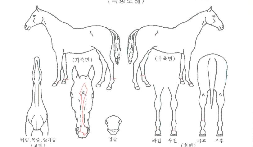 ¹Í½ººí·¹À̵åÀÇ Ãø¸é,¿ì¸é,µÞ¸é,µÎ»ó,´Ù¸®ÀÇ Æ¯Â¡µµÇØ