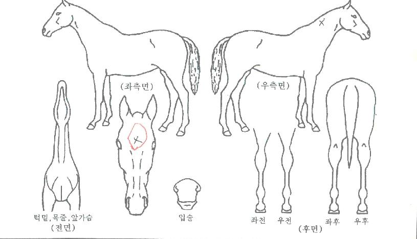 ¾Ö´ÏŰưÀÇ Ãø¸é,¿ì¸é,µÞ¸é,µÎ»ó,´Ù¸®ÀÇ Æ¯Â¡µµÇØ