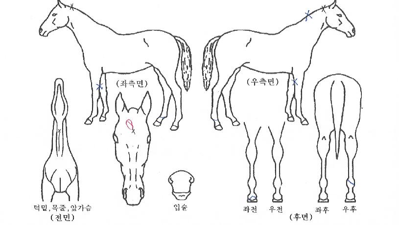 ¸¶ÇÏÁöÁ¸ÀÇ Ãø¸é,¿ì¸é,µÞ¸é,µÎ»ó,´Ù¸®ÀÇ Æ¯Â¡µµÇØ