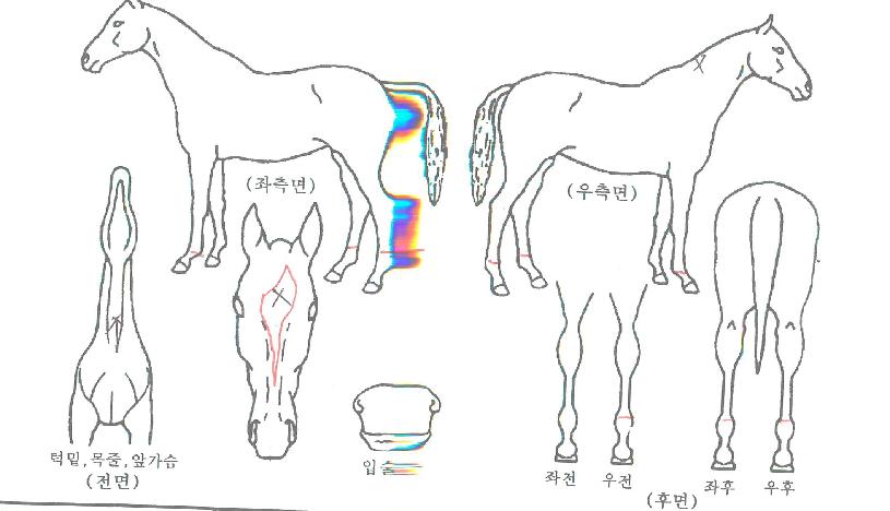 ·ÎÅ·½ºÅ¸ÀÇ Ãø¸é,¿ì¸é,µÞ¸é,µÎ»ó,´Ù¸®ÀÇ Æ¯Â¡µµÇØ