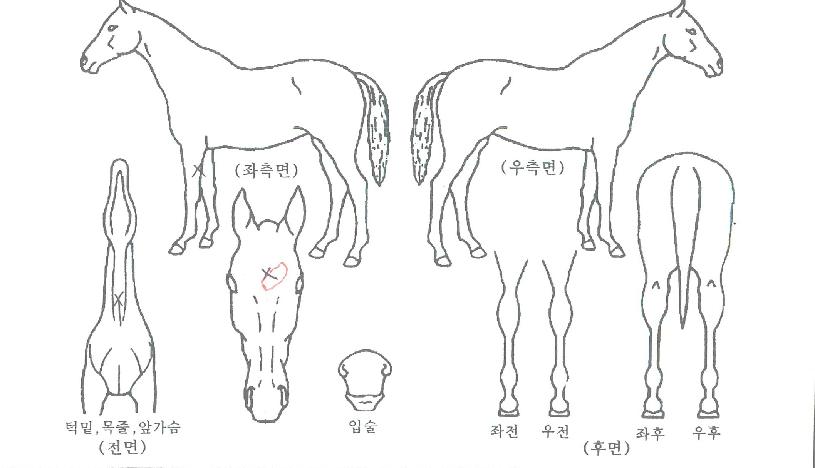 ³×ÀÌÆ¼ºêº§ÀÚ¸¶ÀÇ Ãø¸é,¿ì¸é,µÞ¸é,µÎ»ó,´Ù¸®ÀÇ Æ¯Â¡µµÇØ