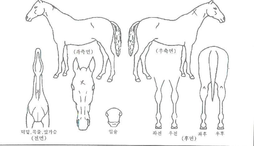 ÃÖ°Àϼ¼ÀÇ Ãø¸é,¿ì¸é,µÞ¸é,µÎ»ó,´Ù¸®ÀÇ Æ¯Â¡µµÇØ