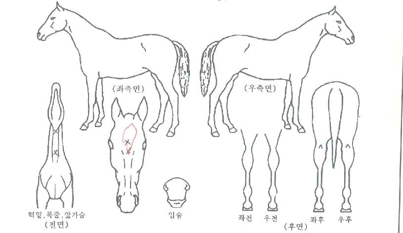 ÄüÀ©µåÀÇ Ãø¸é,¿ì¸é,µÞ¸é,µÎ»ó,´Ù¸®ÀÇ Æ¯Â¡µµÇØ