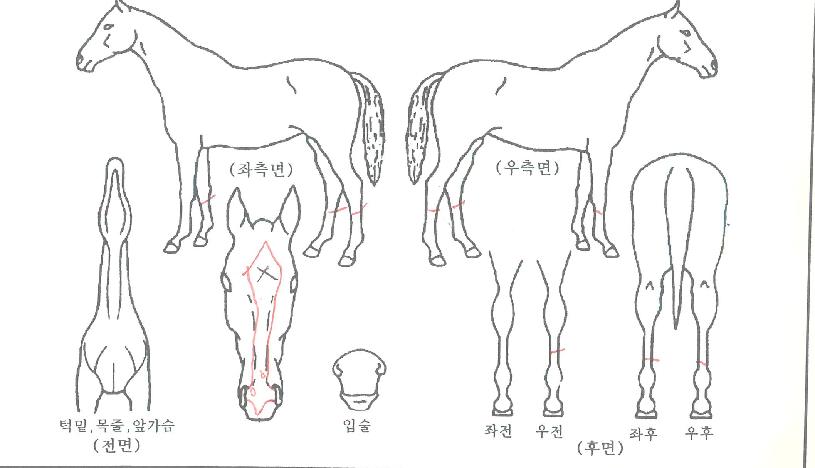 ³»ê°¡ÀÌÀÇ Ãø¸é,¿ì¸é,µÞ¸é,µÎ»ó,´Ù¸®ÀÇ Æ¯Â¡µµÇØ