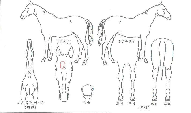 ÅõÅõ¶óÀÓÀÇ Ãø¸é,¿ì¸é,µÞ¸é,µÎ»ó,´Ù¸®ÀÇ Æ¯Â¡µµÇØ