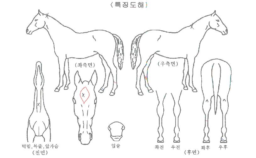 ¿µ±¤ÀÇĸƾÀÇ Ãø¸é,¿ì¸é,µÞ¸é,µÎ»ó,´Ù¸®ÀÇ Æ¯Â¡µµÇØ