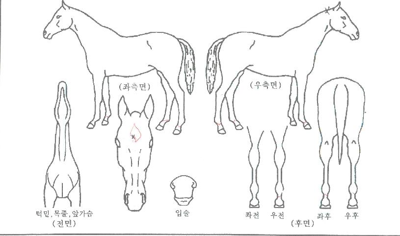 ¹ÝÁöÀDZâÀûÀÇ Ãø¸é,¿ì¸é,µÞ¸é,µÎ»ó,´Ù¸®ÀÇ Æ¯Â¡µµÇØ