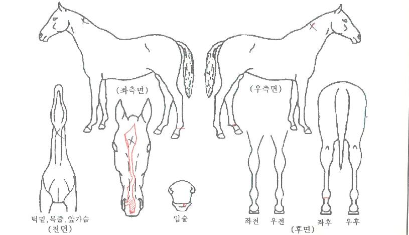 Àü¼³ÀÇÆÄÆ¼ÀÇ Ãø¸é,¿ì¸é,µÞ¸é,µÎ»ó,´Ù¸®ÀÇ Æ¯Â¡µµÇØ