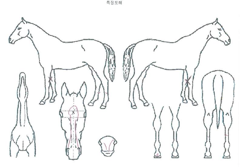 ÇÇ¿£¿¡½ºº¸½ºÀÇ Ãø¸é,¿ì¸é,µÞ¸é,µÎ»ó,´Ù¸®ÀÇ Æ¯Â¡µµÇØ