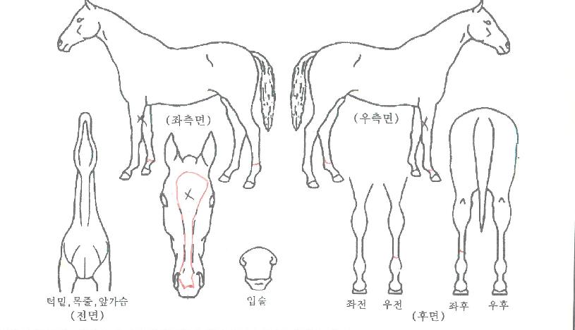 ±×·¹ÀÌÆ®¸¶ÇÏÀÚ¸¶ÀÇ Ãø¸é,¿ì¸é,µÞ¸é,µÎ»ó,´Ù¸®ÀÇ Æ¯Â¡µµÇØ