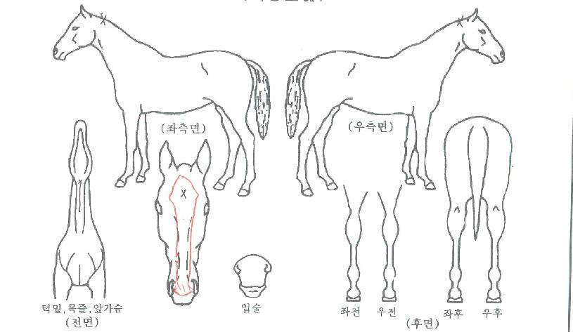 ÁøÁî¹ÙÀÚ¸¶ÀÇ Ãø¸é,¿ì¸é,µÞ¸é,µÎ»ó,´Ù¸®ÀÇ Æ¯Â¡µµÇØ