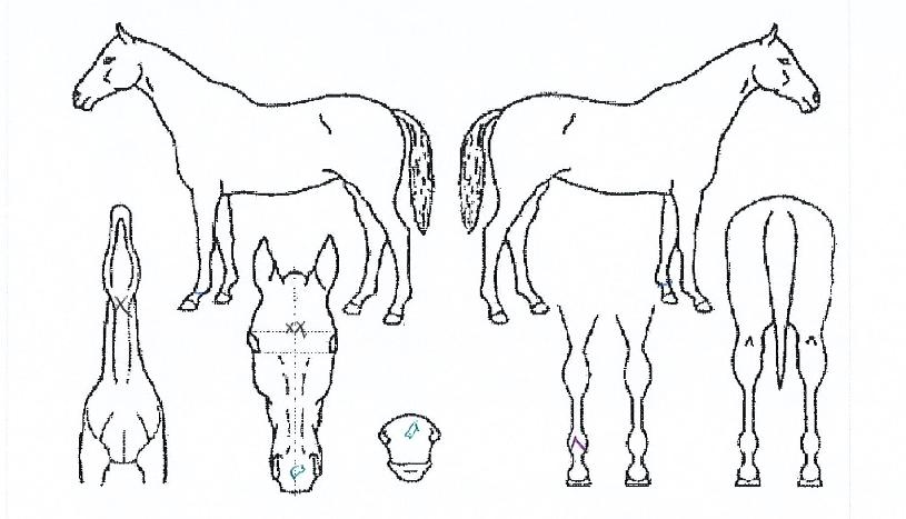 ÇÏ´ÏÀÇ Ãø¸é,¿ì¸é,µÞ¸é,µÎ»ó,´Ù¸®ÀÇ Æ¯Â¡µµÇØ