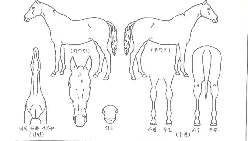 ¼ÒÁßÇѱâ¾ïÀÇ Ãø¸é,¿ì¸é,µÞ¸é,µÎ»ó,´Ù¸®ÀÇ Æ¯Â¡µµÇØ