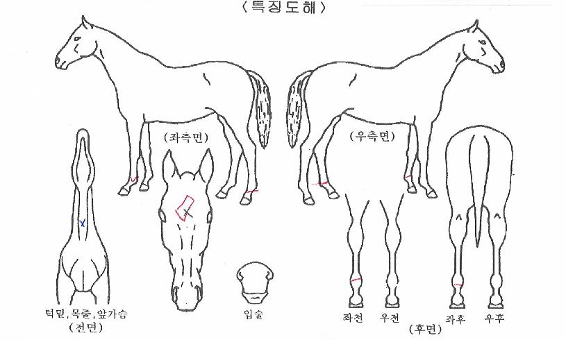 ÆÄÀÌÆÃ´ëµðÀÇ Ãø¸é,¿ì¸é,µÞ¸é,µÎ»ó,´Ù¸®ÀÇ Æ¯Â¡µµÇØ