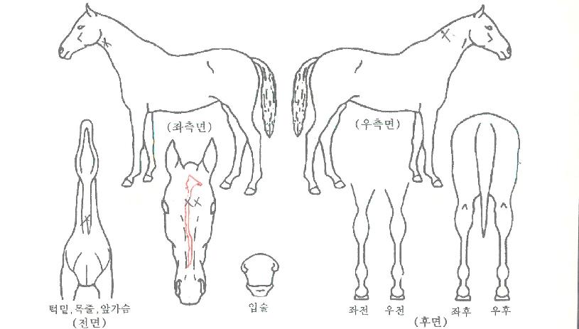 ³²µµÀϵîÀÇ Ãø¸é,¿ì¸é,µÞ¸é,µÎ»ó,´Ù¸®ÀÇ Æ¯Â¡µµÇØ