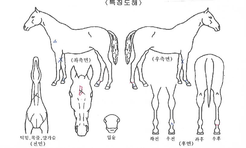 ºñ¹ÙèÇǾðÀÇ Ãø¸é,¿ì¸é,µÞ¸é,µÎ»ó,´Ù¸®ÀÇ Æ¯Â¡µµÇØ