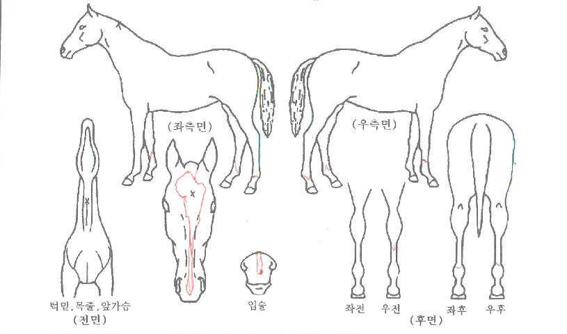 ´ã¾çµ¹Ç³ÀÇ Ãø¸é,¿ì¸é,µÞ¸é,µÎ»ó,´Ù¸®ÀÇ Æ¯Â¡µµÇØ