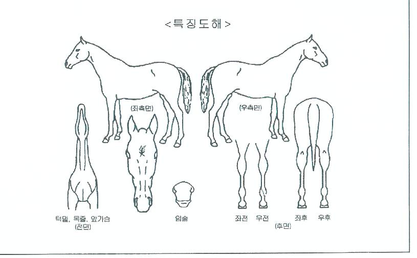 ÇÔ¾ÈÀÚ¾ç»êÀÇ Ãø¸é,¿ì¸é,µÞ¸é,µÎ»ó,´Ù¸®ÀÇ Æ¯Â¡µµÇØ