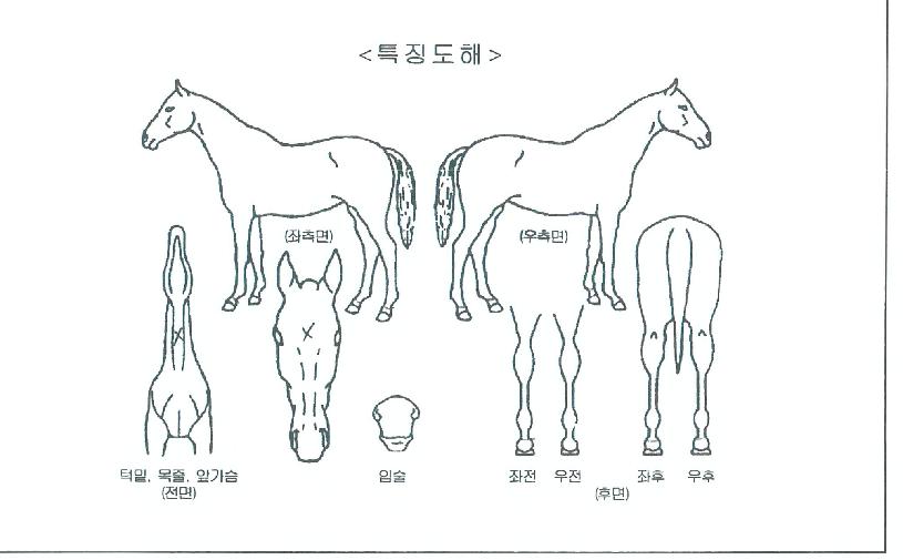 ½Â¸®¿©¿ÕÀÚ¸¶ÀÇ Ãø¸é,¿ì¸é,µÞ¸é,µÎ»ó,´Ù¸®ÀÇ Æ¯Â¡µµÇØ