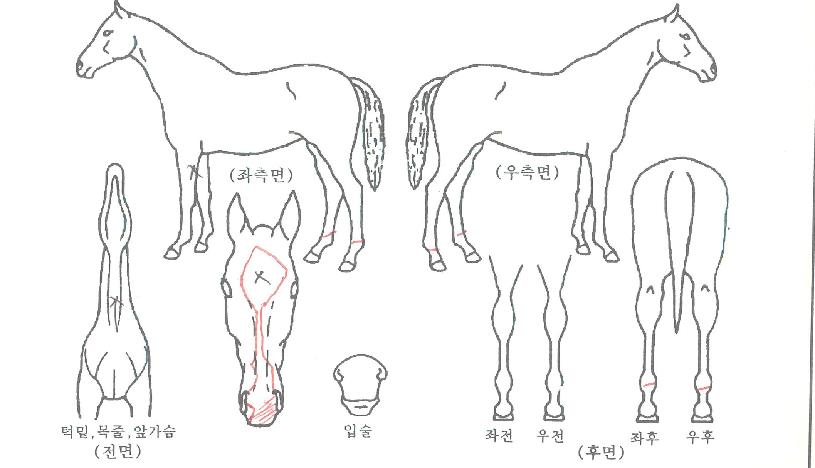 ÅõÅõÁ¶ÀÌÀÇ Ãø¸é,¿ì¸é,µÞ¸é,µÎ»ó,´Ù¸®ÀÇ Æ¯Â¡µµÇØ