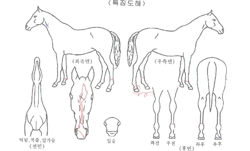 ¾ÆÅ³¸®¿ÂÀÇ Ãø¸é,¿ì¸é,µÞ¸é,µÎ»ó,´Ù¸®ÀÇ Æ¯Â¡µµÇØ