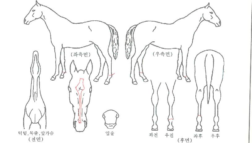 ¼¼°èÁúÁÖÀÇ Ãø¸é,¿ì¸é,µÞ¸é,µÎ»ó,´Ù¸®ÀÇ Æ¯Â¡µµÇØ
