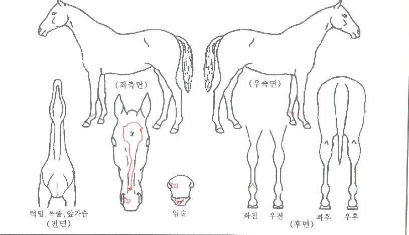 °Å¼¾ÁúdzÀÇ Ãø¸é,¿ì¸é,µÞ¸é,µÎ»ó,´Ù¸®ÀÇ Æ¯Â¡µµÇØ