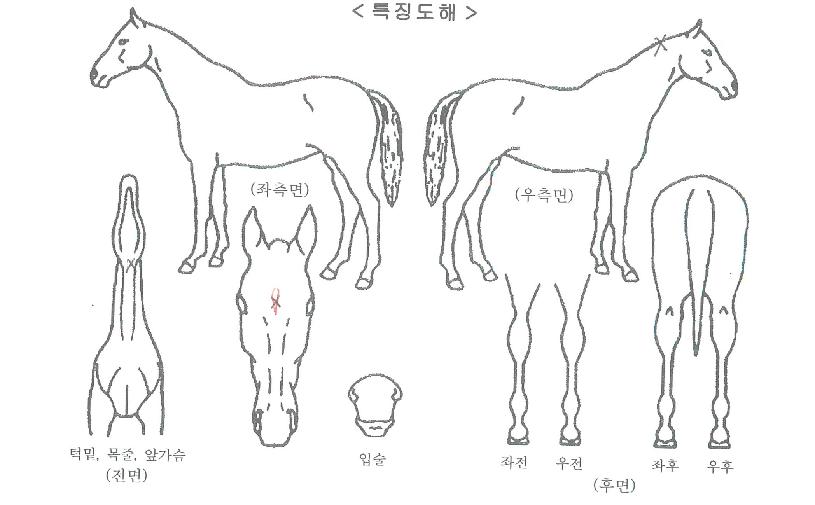 ³ªµµ¾ß±ÝÀÇ Ãø¸é,¿ì¸é,µÞ¸é,µÎ»ó,´Ù¸®ÀÇ Æ¯Â¡µµÇØ