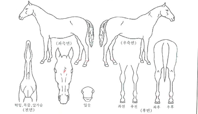 Çã´Ï¶óÀ̾ðÀÇ Ãø¸é,¿ì¸é,µÞ¸é,µÎ»ó,´Ù¸®ÀÇ Æ¯Â¡µµÇØ