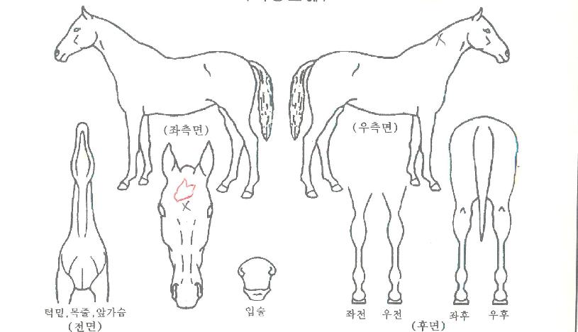 ¿¡ÁöÀÇ Ãø¸é,¿ì¸é,µÞ¸é,µÎ»ó,´Ù¸®ÀÇ Æ¯Â¡µµÇØ