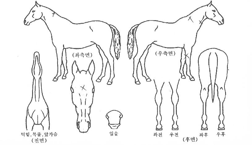°Å¼¾µ¹Ç³ÀÇ Ãø¸é,¿ì¸é,µÞ¸é,µÎ»ó,´Ù¸®ÀÇ Æ¯Â¡µµÇØ