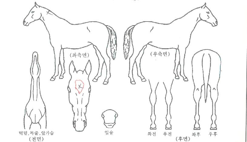 ·°¼Å¸®µ¹ÆÄÀÇ Ãø¸é,¿ì¸é,µÞ¸é,µÎ»ó,´Ù¸®ÀÇ Æ¯Â¡µµÇØ