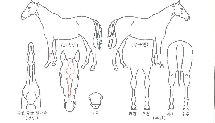 ÃÊÀνºÆÄÅ©ÀÇ Ãø¸é,¿ì¸é,µÞ¸é,µÎ»ó,´Ù¸®ÀÇ Æ¯Â¡µµÇØ