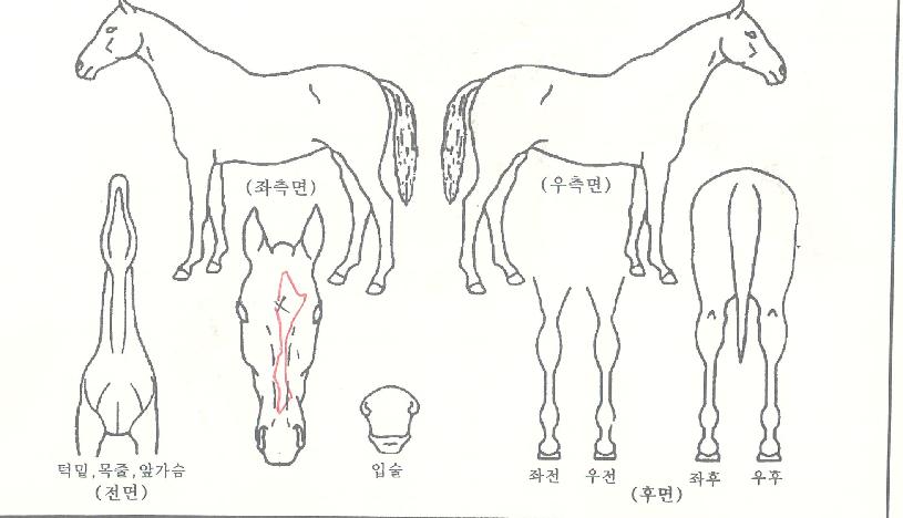 ºòÆÄ¿öÀÚ¸¶ÀÇ Ãø¸é,¿ì¸é,µÞ¸é,µÎ»ó,´Ù¸®ÀÇ Æ¯Â¡µµÇØ
