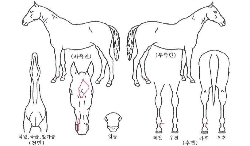Áö»ê²ÉÀÇ Ãø¸é,¿ì¸é,µÞ¸é,µÎ»ó,´Ù¸®ÀÇ Æ¯Â¡µµÇØ