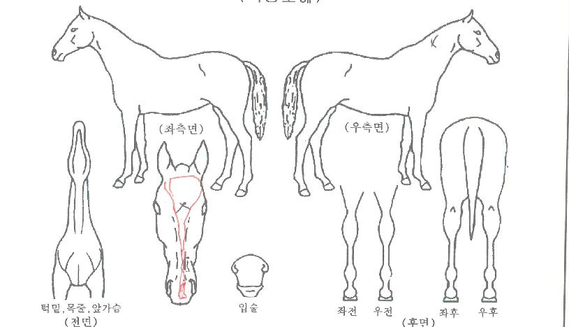 »õ·Î¿î°¡¹®ÀÚ¸¶ÀÇ Ãø¸é,¿ì¸é,µÞ¸é,µÎ»ó,´Ù¸®ÀÇ Æ¯Â¡µµÇØ