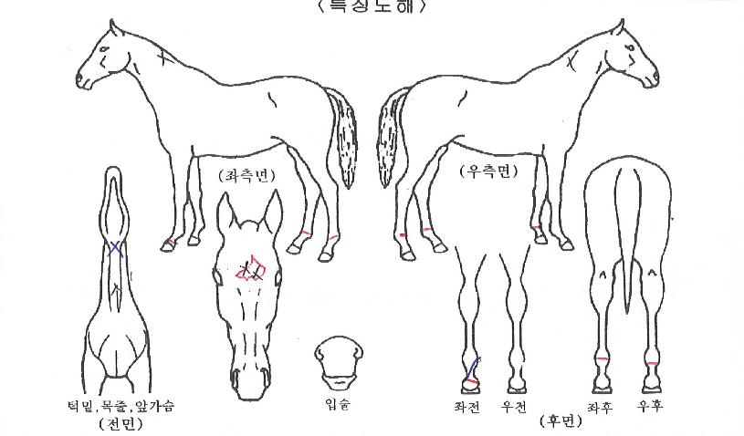 ´ë¼¼¸¸¼¼ÀÇ Ãø¸é,¿ì¸é,µÞ¸é,µÎ»ó,´Ù¸®ÀÇ Æ¯Â¡µµÇØ