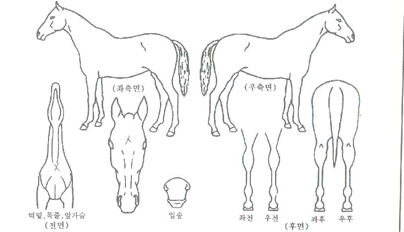 ºäƼǮŷÀÇ Ãø¸é,¿ì¸é,µÞ¸é,µÎ»ó,´Ù¸®ÀÇ Æ¯Â¡µµÇØ