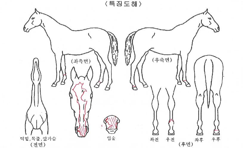 ³²»êÃÊÄݸ´ÀÇ Ãø¸é,¿ì¸é,µÞ¸é,µÎ»ó,´Ù¸®ÀÇ Æ¯Â¡µµÇØ