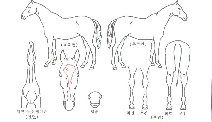 ²É¹«¸®ÀÇ Ãø¸é,¿ì¸é,µÞ¸é,µÎ»ó,´Ù¸®ÀÇ Æ¯Â¡µµÇØ