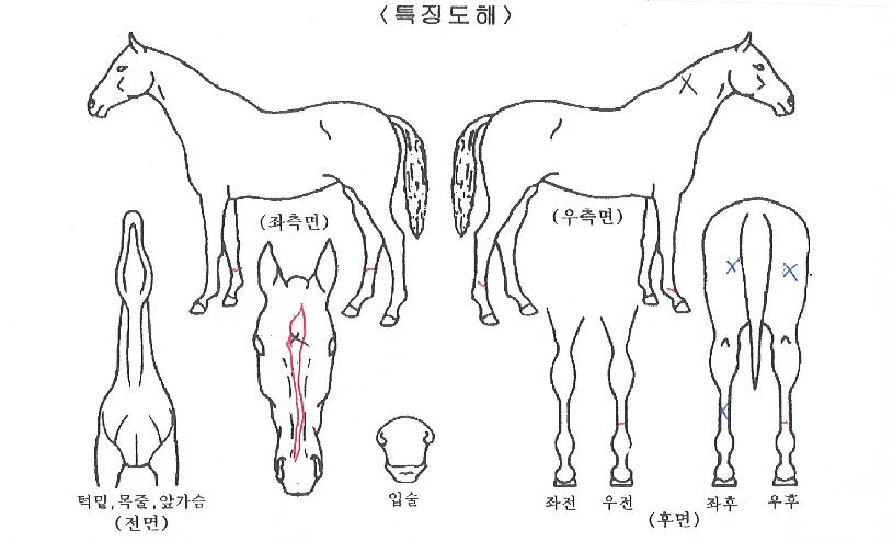 õ»ó¼ºÀÇ Ãø¸é,¿ì¸é,µÞ¸é,µÎ»ó,´Ù¸®ÀÇ Æ¯Â¡µµÇØ