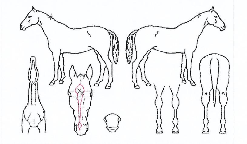 ¹éÁ¦Àǹ̼ÒÀÇ Ãø¸é,¿ì¸é,µÞ¸é,µÎ»ó,´Ù¸®ÀÇ Æ¯Â¡µµÇØ