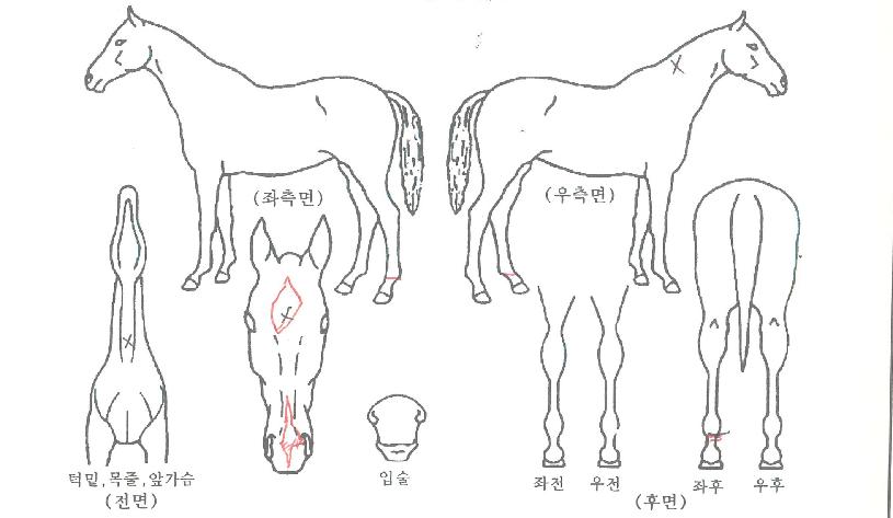 ¸ð´×¹ÂÁ÷ÀÚ¸¶ÀÇ Ãø¸é,¿ì¸é,µÞ¸é,µÎ»ó,´Ù¸®ÀÇ Æ¯Â¡µµÇØ