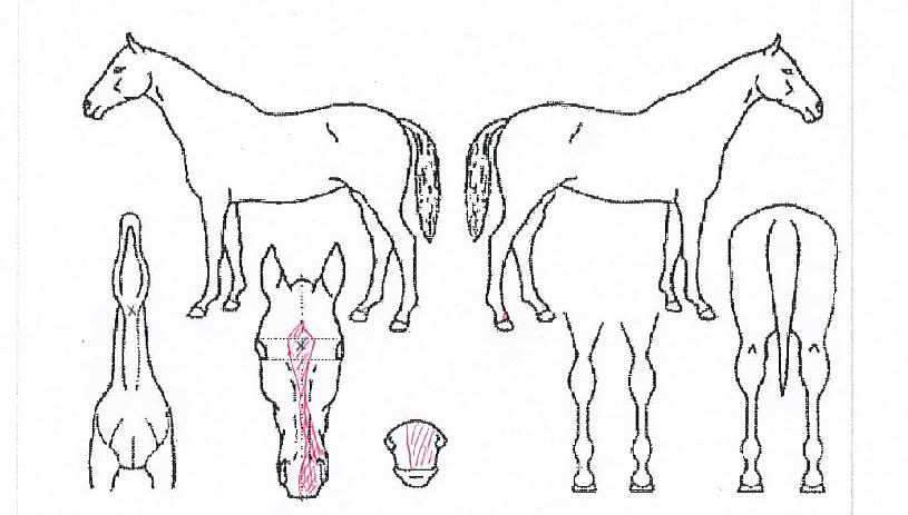 ¾î°ÔÀÎÀ®ÀÇ Ãø¸é,¿ì¸é,µÞ¸é,µÎ»ó,´Ù¸®ÀÇ Æ¯Â¡µµÇØ