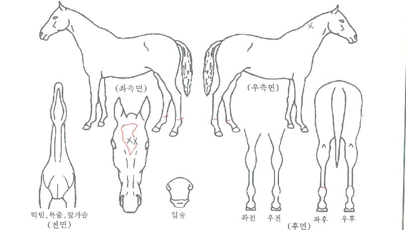 ¿ÍÀÏµå¾Æµ¨ÀÇ Ãø¸é,¿ì¸é,µÞ¸é,µÎ»ó,´Ù¸®ÀÇ Æ¯Â¡µµÇØ