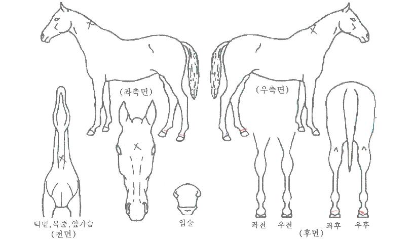 Áö±Ý¿©±â¿¡ÀÇ Ãø¸é,¿ì¸é,µÞ¸é,µÎ»ó,´Ù¸®ÀÇ Æ¯Â¡µµÇØ