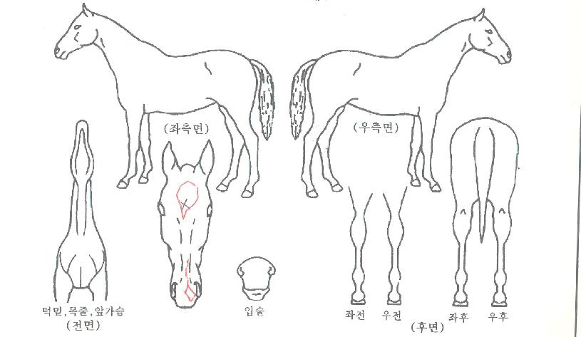 ŵÀ¯¾îÀ¾î¹Ù¿ôÀ¯ÀÚ¸¶ÀÇ Ãø¸é,¿ì¸é,µÞ¸é,µÎ»ó,´Ù¸®ÀÇ Æ¯Â¡µµÇØ