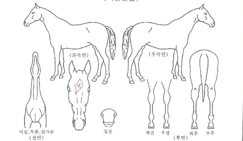 ¼¾ÅÒÅ丣ÀÇ Ãø¸é,¿ì¸é,µÞ¸é,µÎ»ó,´Ù¸®ÀÇ Æ¯Â¡µµÇØ