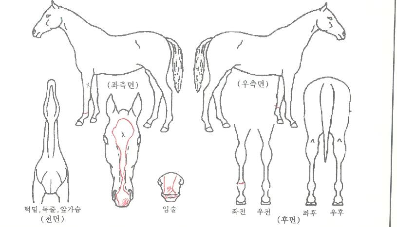 ©½ºÄ·ÇÁÀÚ¸¶ÀÇ Ãø¸é,¿ì¸é,µÞ¸é,µÎ»ó,´Ù¸®ÀÇ Æ¯Â¡µµÇØ